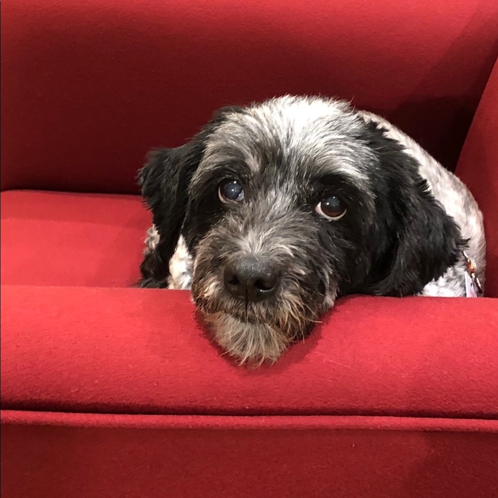 Meet your Posher, Faran